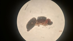 Harmochirus brachiatus