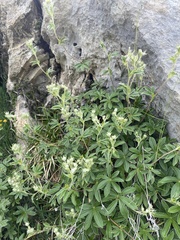 Potentilla alchimilloides