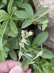 Potentilla alchimilloides