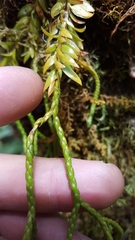 Lycopodiaceae