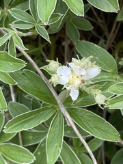 Potentilla alchimilloides