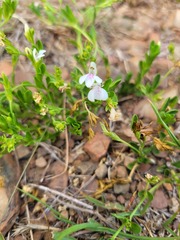 Justicia anagalloides