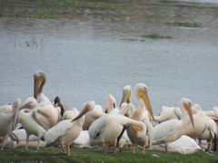 Pelecanus onocrotalus