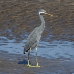 Egretta gularis