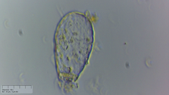 Euglypha