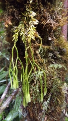 Lycopodiaceae