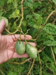 Solanum betaceum