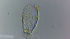 Euglypha