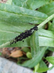 Aphis fabae