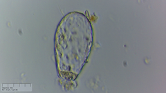 Euglypha