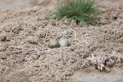 Recurvirostra avosetta