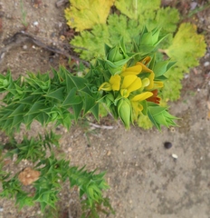 Aspalathus cordata