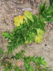 Aspalathus cordata