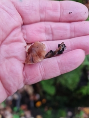 Tubaria furfuracea