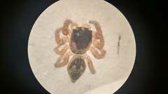 Carrhotus