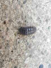 Armadillo officinalis