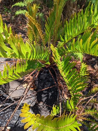 Lomariocycas image