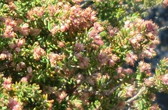 Erica diosmifolia