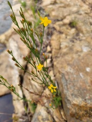 Hypericum lalandii