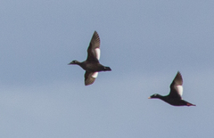 Melanitta stejnegeri