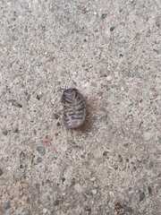 Armadillo officinalis