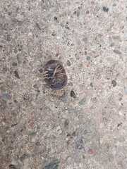 Armadillo officinalis