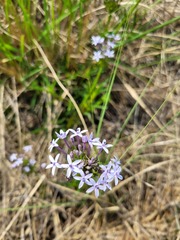 Pentanisia prunelloides