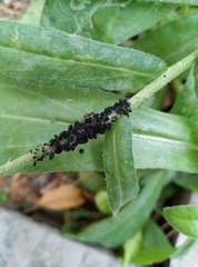 Aphis fabae