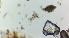Sessilida