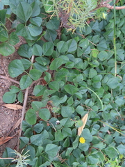 Dolichos decumbens