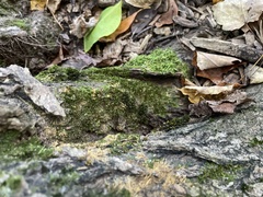 Entodon seductrix