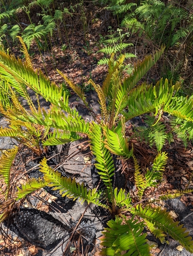 Lomariocycas image