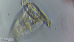 Sessilida