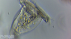 Sessilida