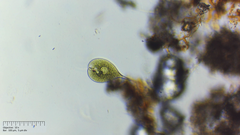 Phacus longicauda