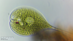 Phacus longicauda
