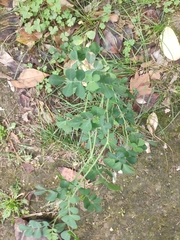 Coronilla valentina