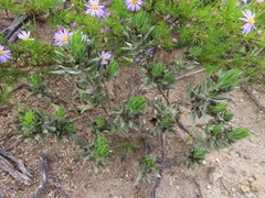 Xiphotheca lanceolata