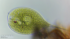 Phacus longicauda