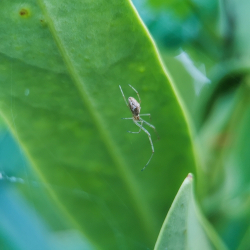 Longjawed orb weavers photo 5