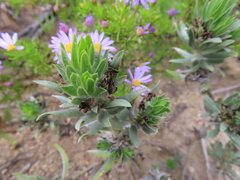 Xiphotheca lanceolata