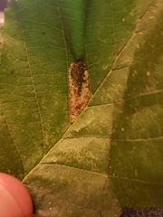 Phyllonorycter klemannella
