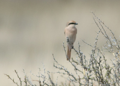 Lanius isabellinus