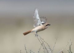 Lanius isabellinus
