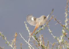 Lanius isabellinus