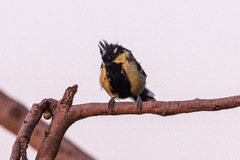 Machlolophus aplonotus