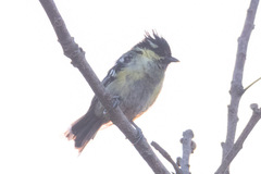 Machlolophus aplonotus