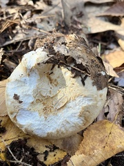Lactifluus deceptivus