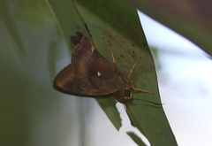 Hasora badra