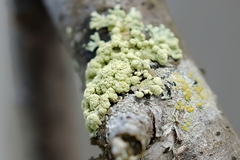 Parmeliopsis capitata